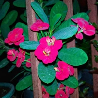 Euphorbia mili 