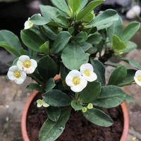Euphorbia mili 