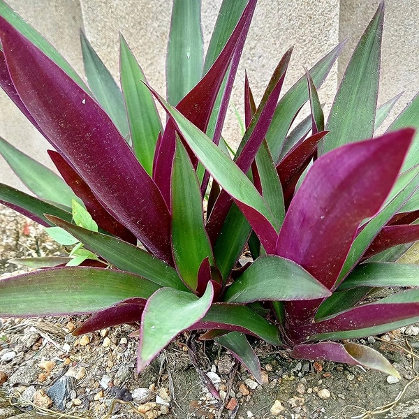 Boat Lily ( Local Variety )
