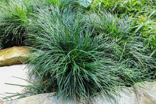 Ornamental grass ( Decoration Purpose )