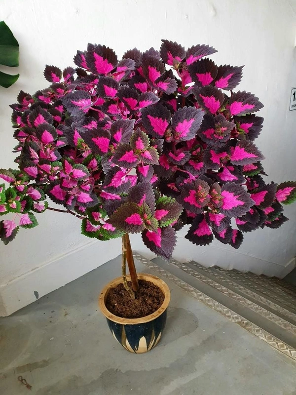 Coleus Varieties 