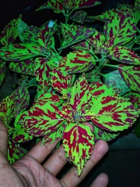Coleus Varieties 
