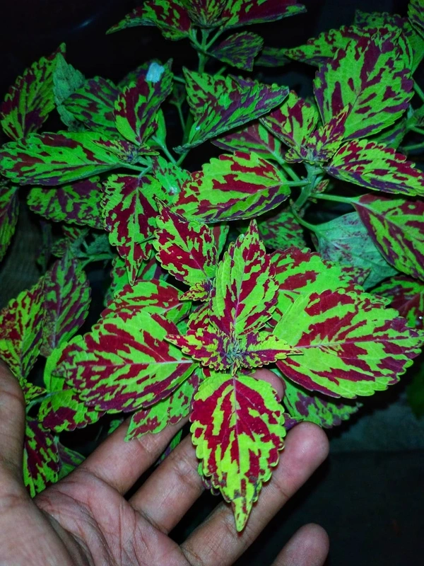 Coleus Varieties 