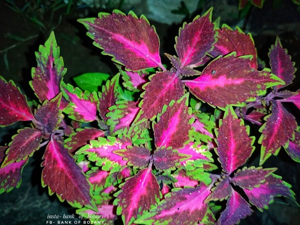 Coleus Varieties 