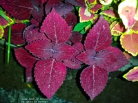 Coleus Varieties 
