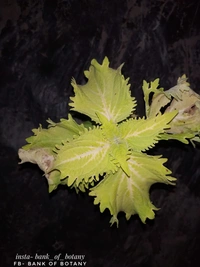 Coleus Varieties 