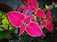 Coleus Varieties 