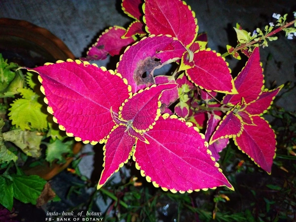 Coleus Varieties 