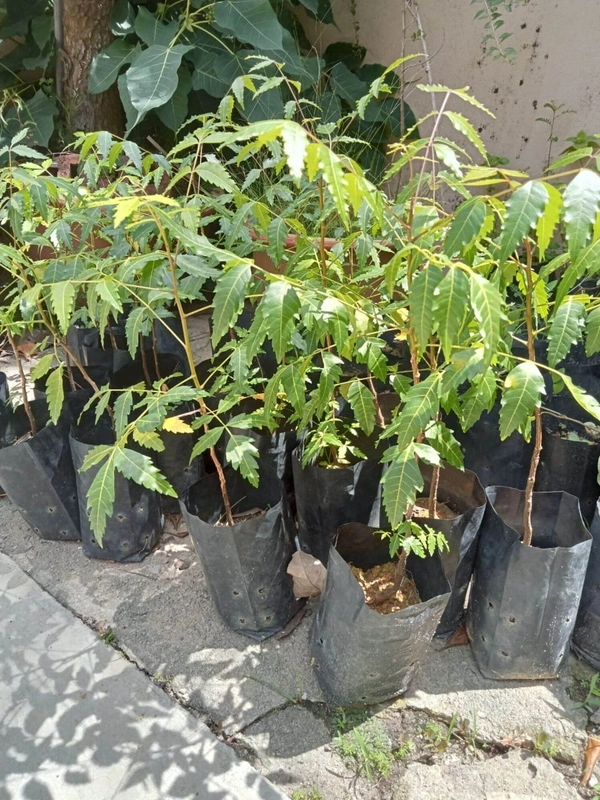 Indian Lilac  (মহানিম)