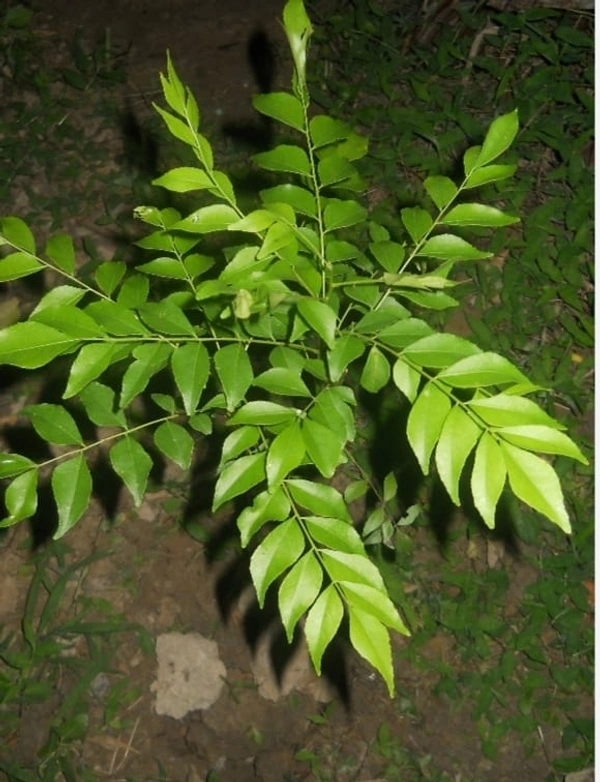 Curry leaf (নৰসিংহ )