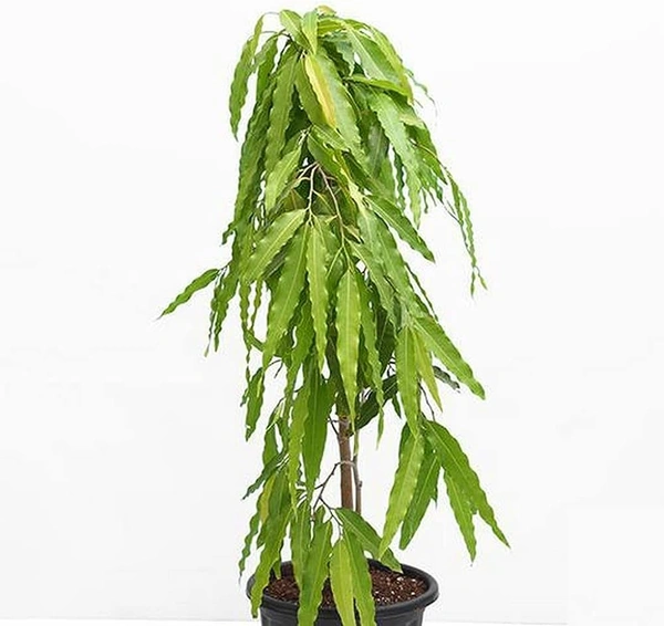 Monoon longifolium (দেৱদাৰু)