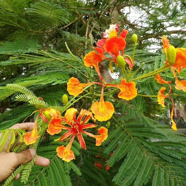 Royal poincianaPlant(কৃষ্ণচূড)