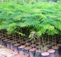 Royal poincianaPlant(কৃষ্ণচূড)