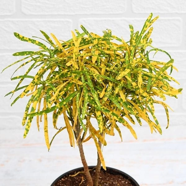 Croton Plant (Different Verities)
