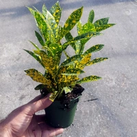 Croton Plant (Different Verities)