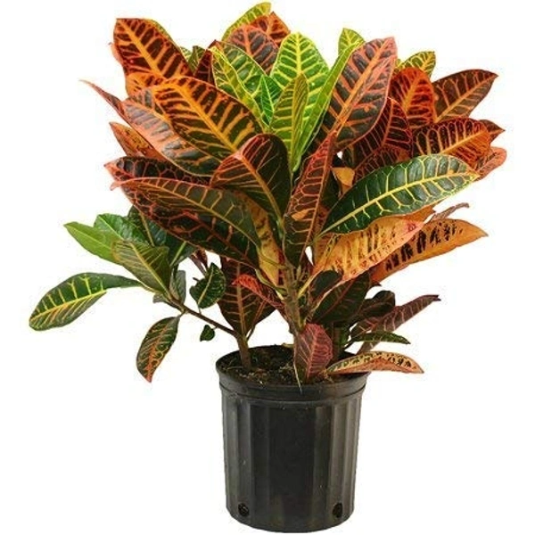 Croton Plant (Different Verities)