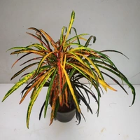 Croton Plant (Different Verities)