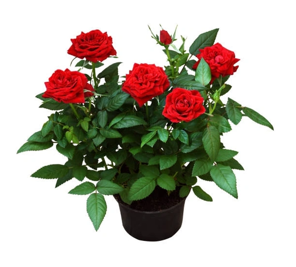 Red rose