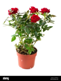 Red rose