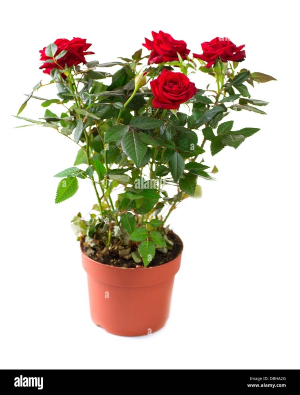 Red rose