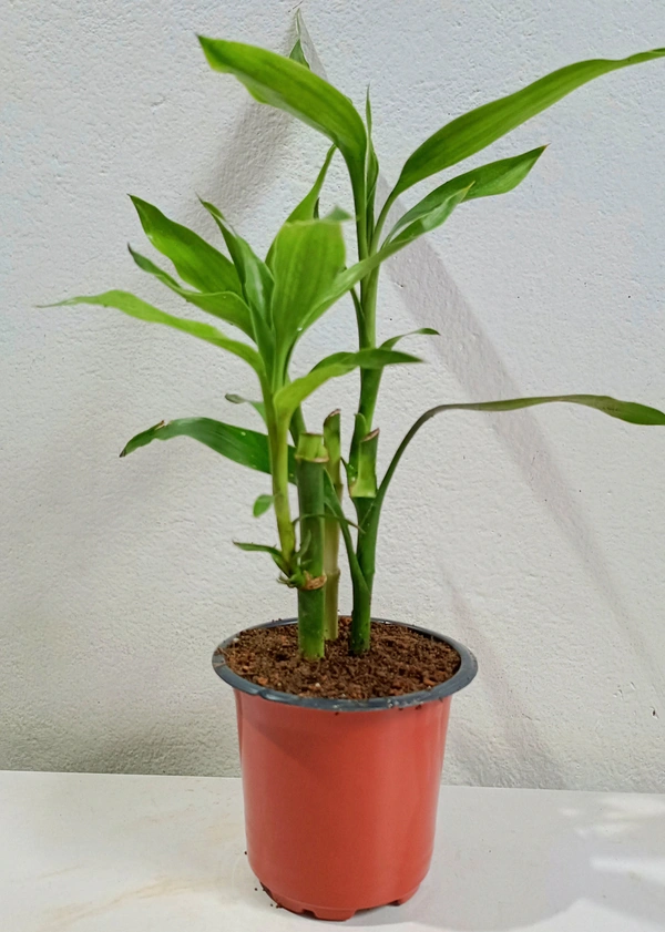 Lucky Bamboo