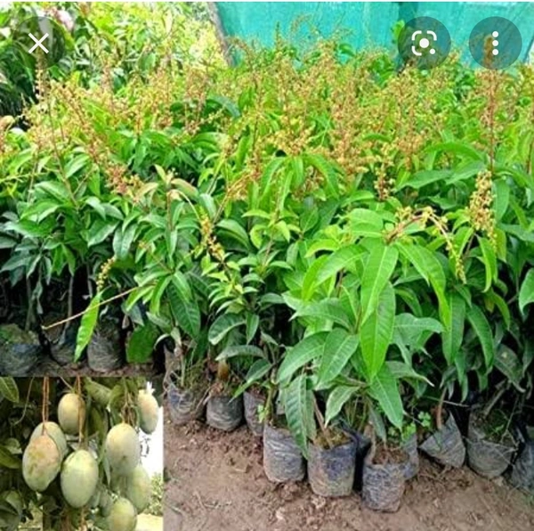 Thai All Time Mango Plants - Green