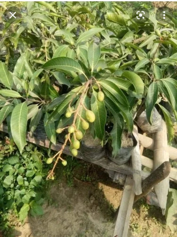 Thai All Time Mango Plants - Green