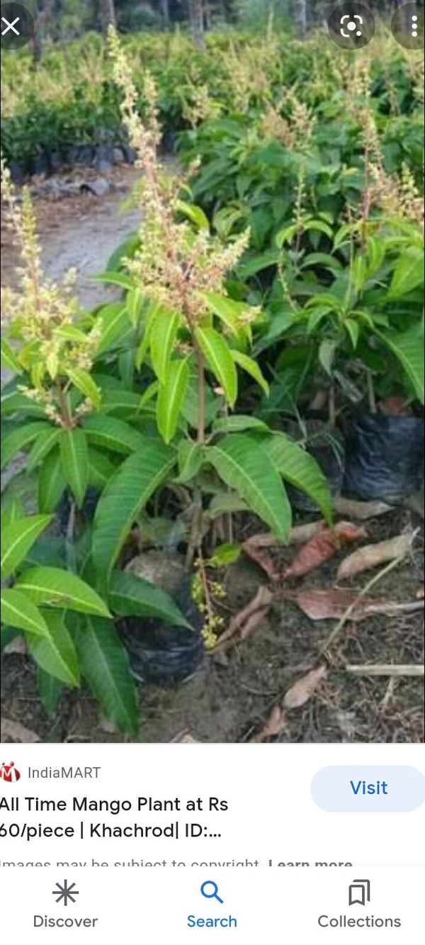 Thai All Time Mango Plants - Green