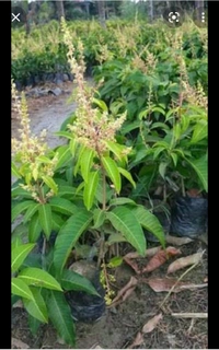 Thai All Time Mango Plants - Green