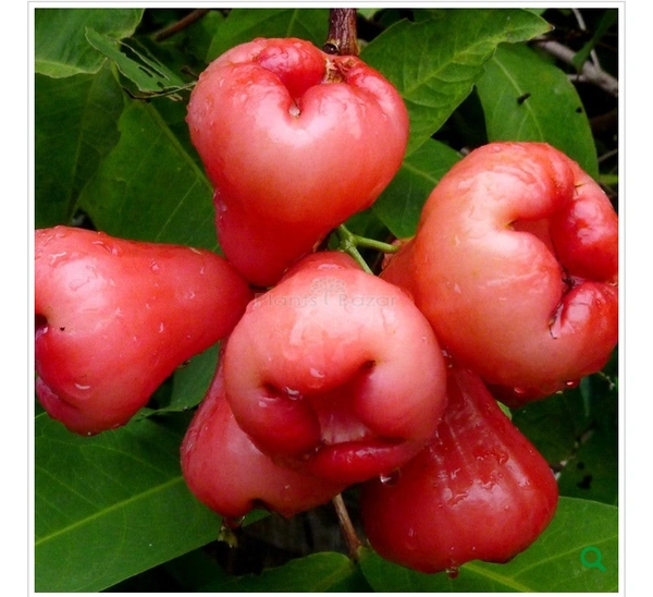 Red Jamul Fruit Plant থাই লাল মিষ্টি জামরুল