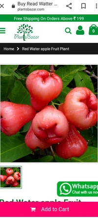 Red Jamul Fruit Plant থাই লাল মিষ্টি জামরুল
