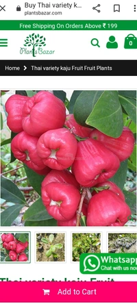 Red Jamul Fruit Plant থাই লাল মিষ্টি জামরুল