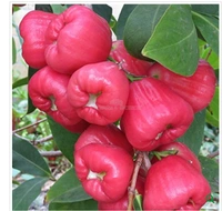 Red Jamul Fruit Plant থাই লাল মিষ্টি জামরুল