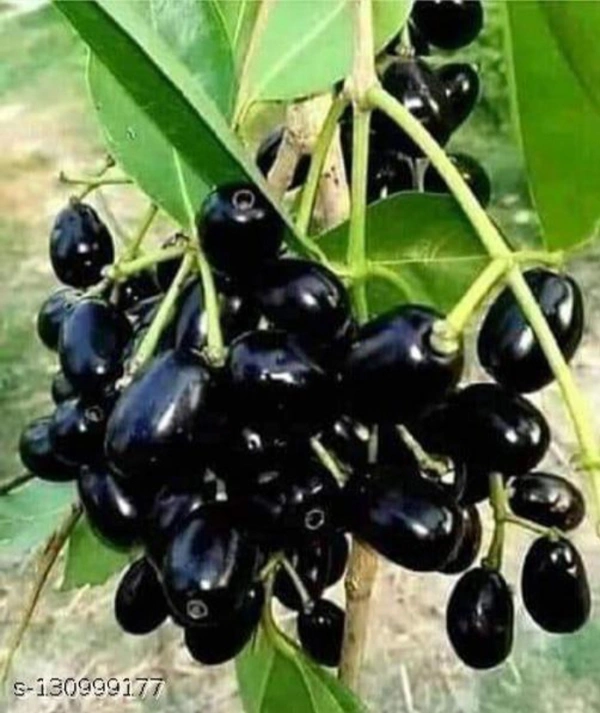 Thai Black Jamun Fruit Plant থাইব্রাইটিস কালো জাম