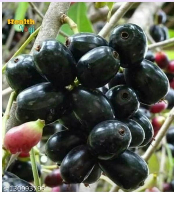 Thai Black Jamun Fruit Plant থাইব্রাইটিস কালো জাম