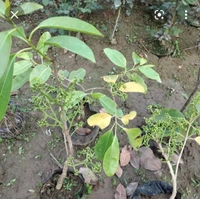 Thai Black Jamun Fruit Plant থাইব্রাইটিস কালো জাম