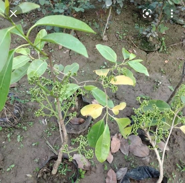 Thai Black Jamun Fruit Plant থাইব্রাইটিস কালো জাম