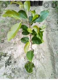 Thai Black Jamun Fruit Plant থাইব্রাইটিস কালো জাম