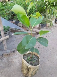 Thai Black Jamun Fruit Plant থাইব্রাইটিস কালো জাম
