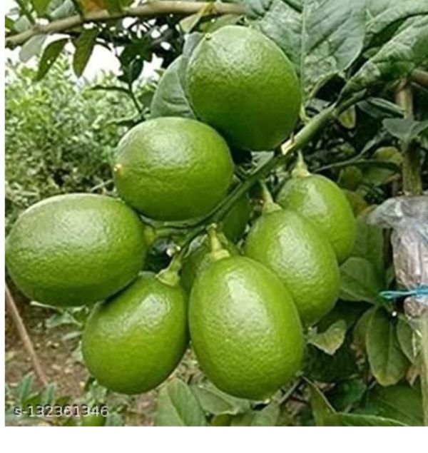 All time seedless limbu fruit plant