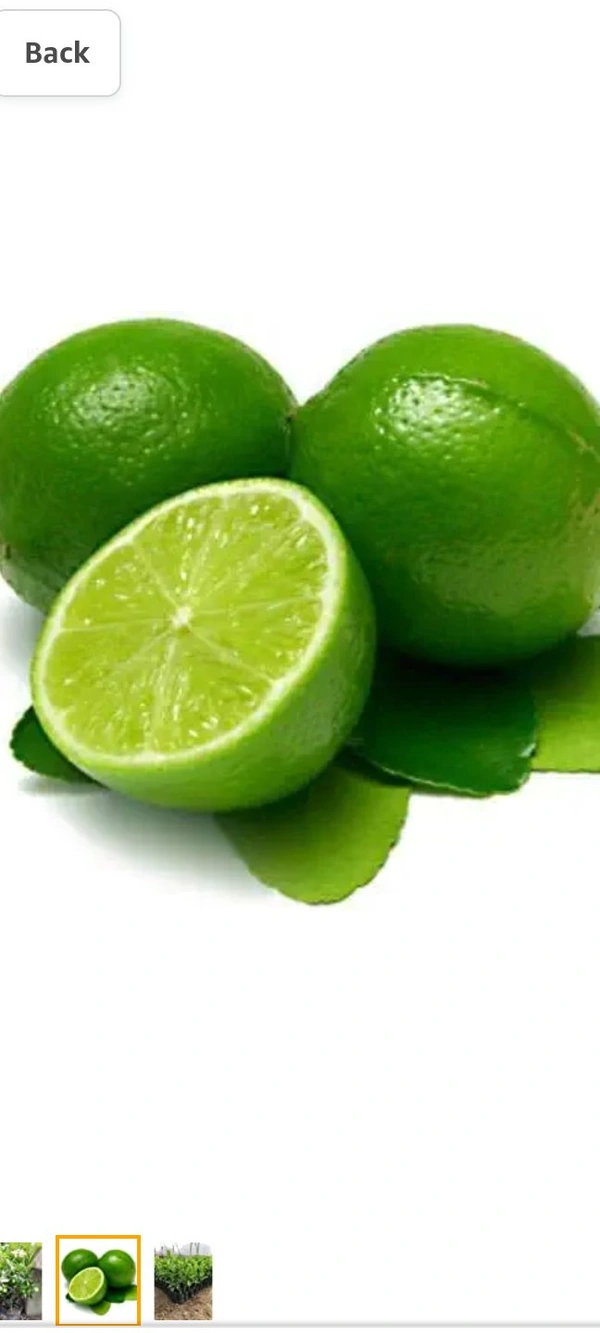All time seedless limbu fruit plant