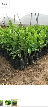 All time seedless limbu fruit plant