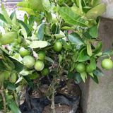 All time seedless limbu fruit plant