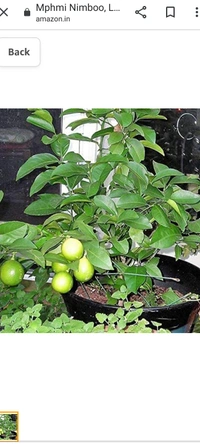 All time seedless limbu fruit plant