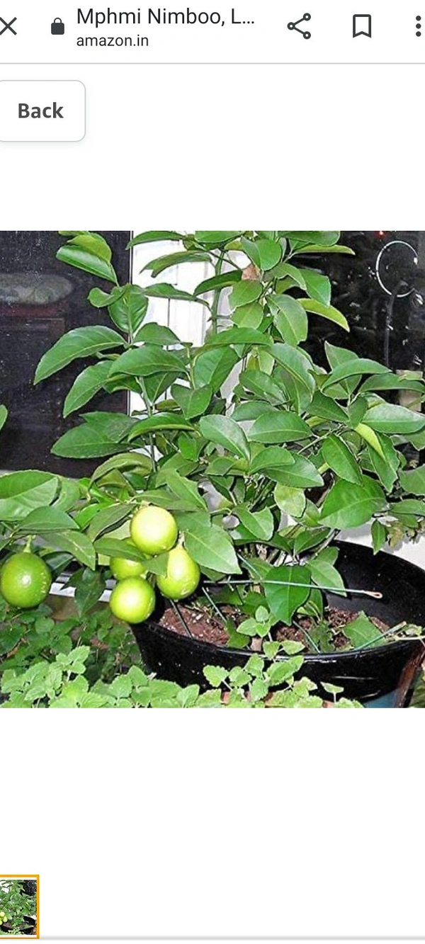 All time seedless limbu fruit plant