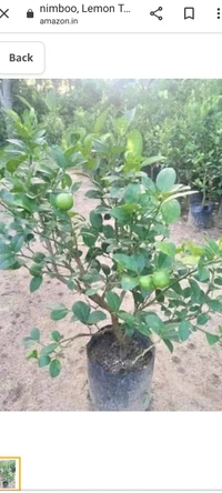 All time seedless limbu fruit plant