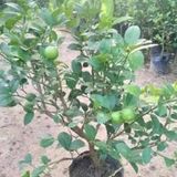 All time seedless limbu fruit plant