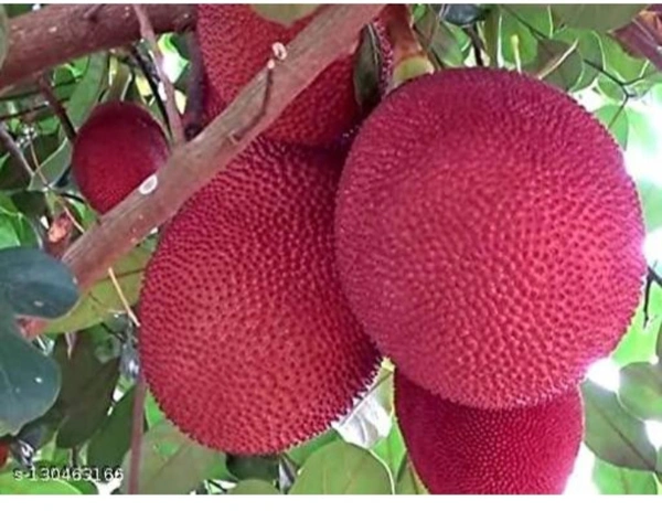 Red Jackfruit plant লাল কাঁঠাল গাছ - Red