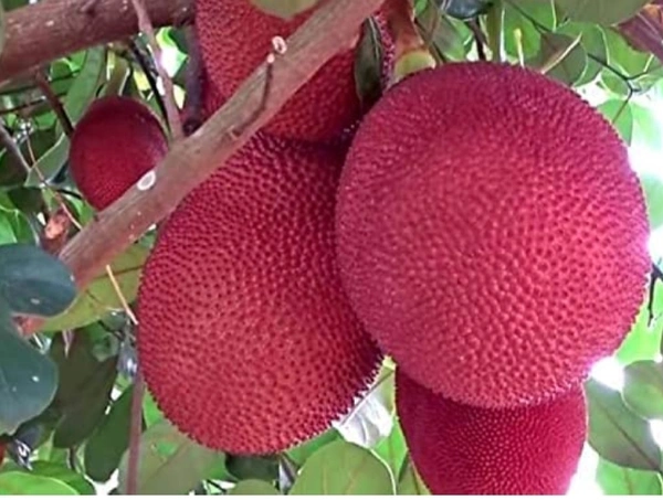 Red Jackfruit plant লাল কাঁঠাল গাছ - Red