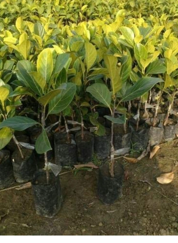 Red Jackfruit plant লাল কাঁঠাল গাছ - Red